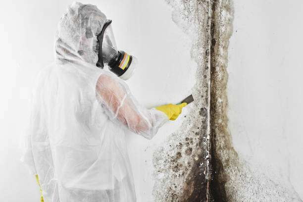 Best Localized Mold Remediation (e.g., coastal areas, humid climates) in Holly Ridge, NC