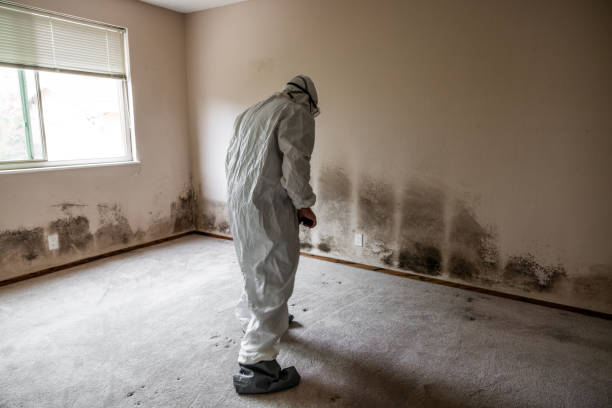 Reliable Holly Ridge, NC Mold Remediation Solutions