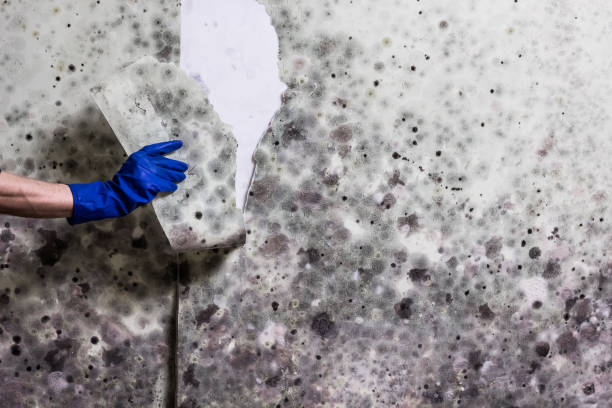 Best Preventive Mold Services in Holly Ridge, NC